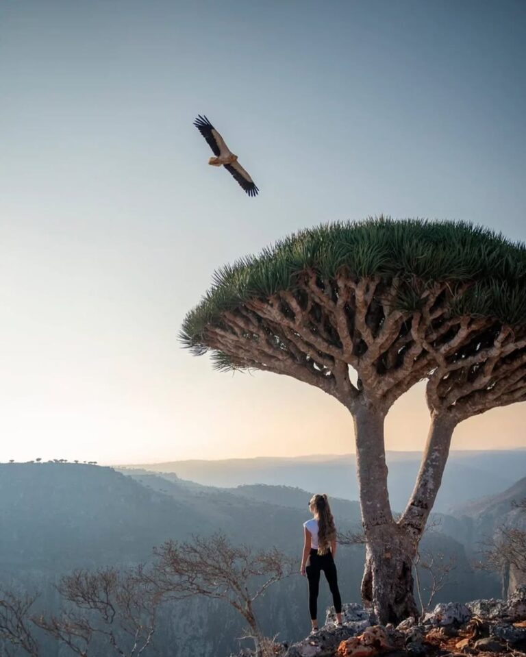 Traveler in Dragoon Blood Forest Socotra